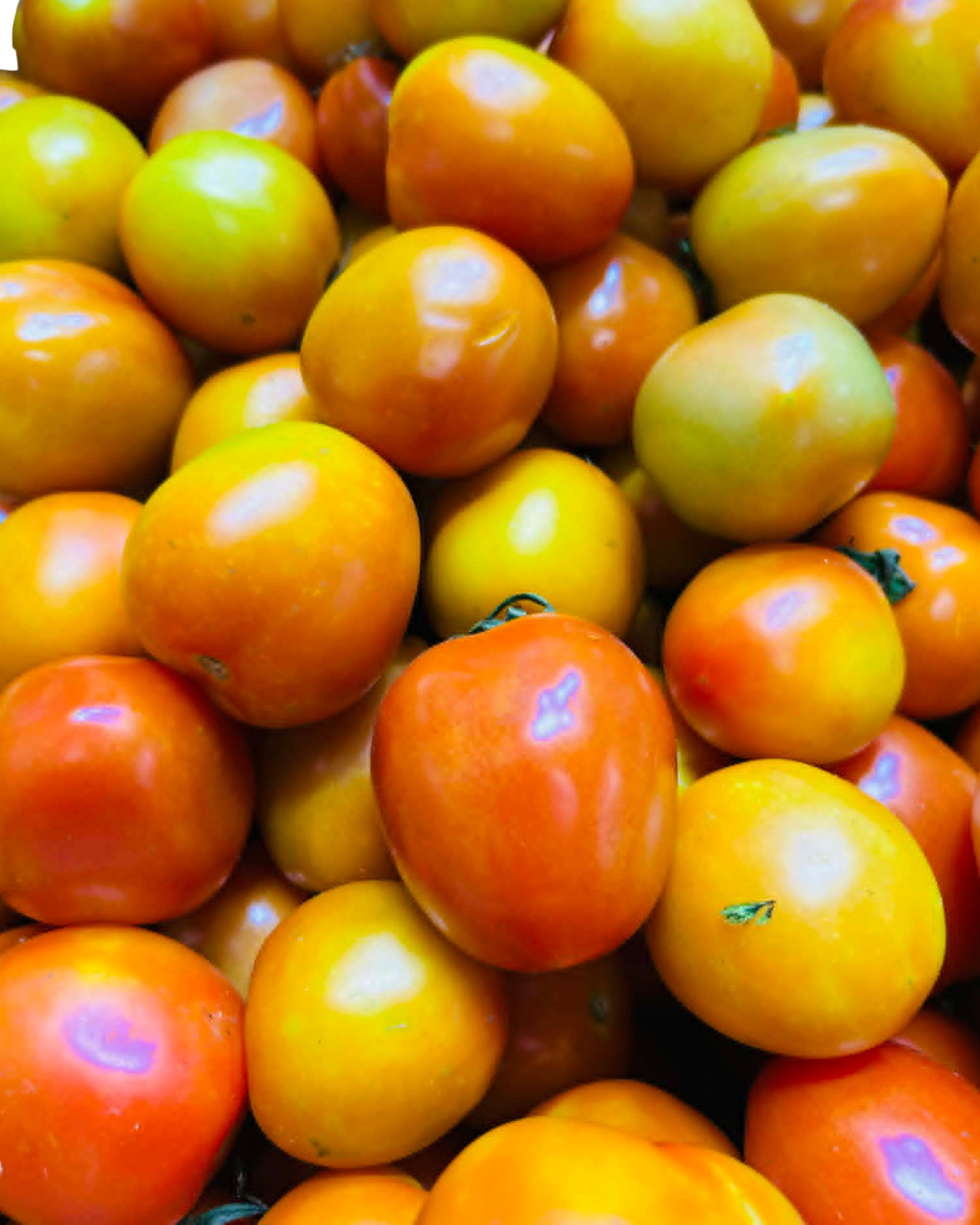 Tomato