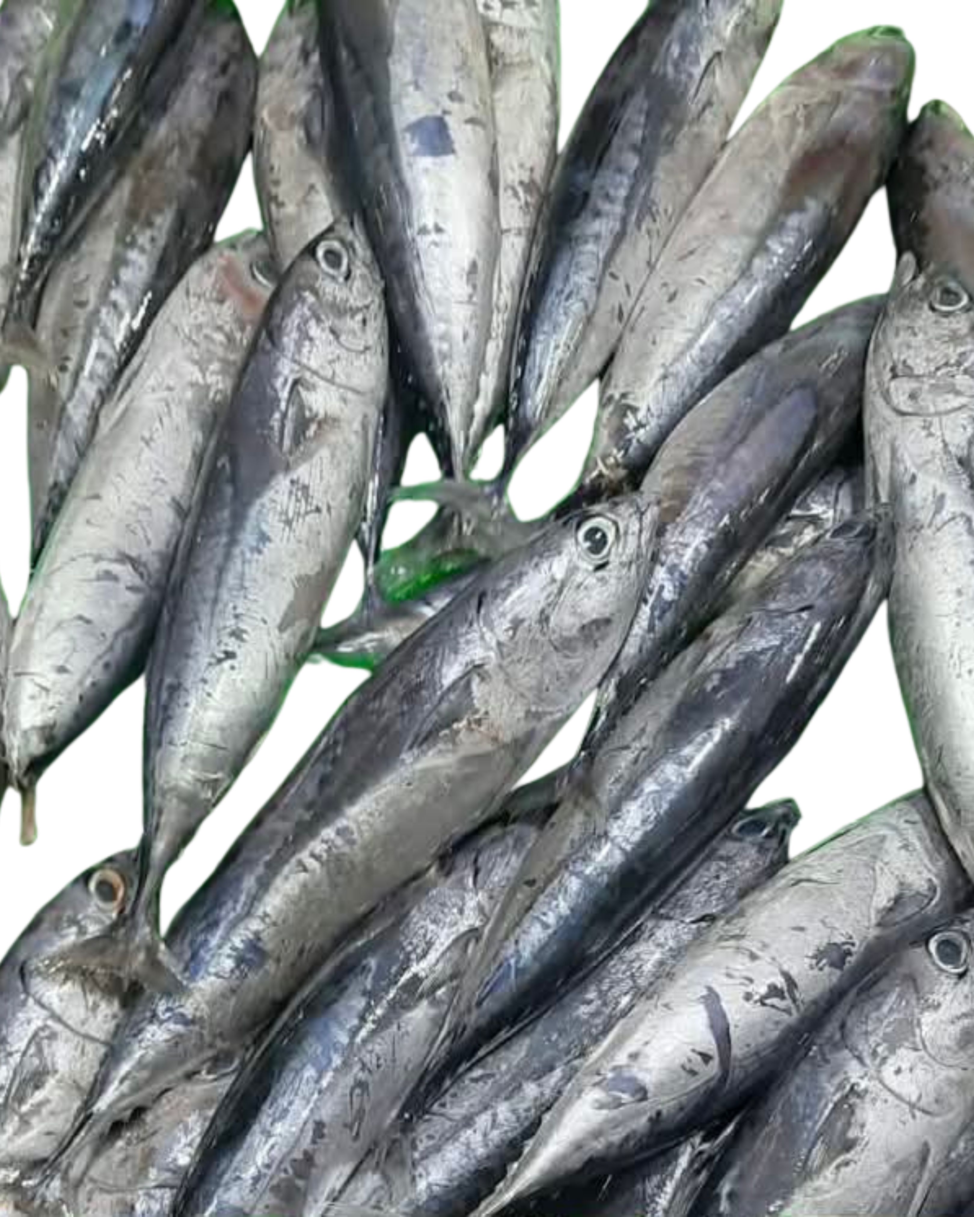Tulingan