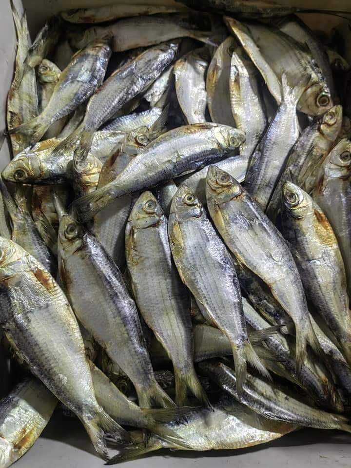 Tuyo XXL