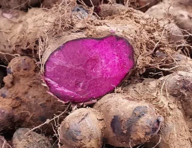 Ube